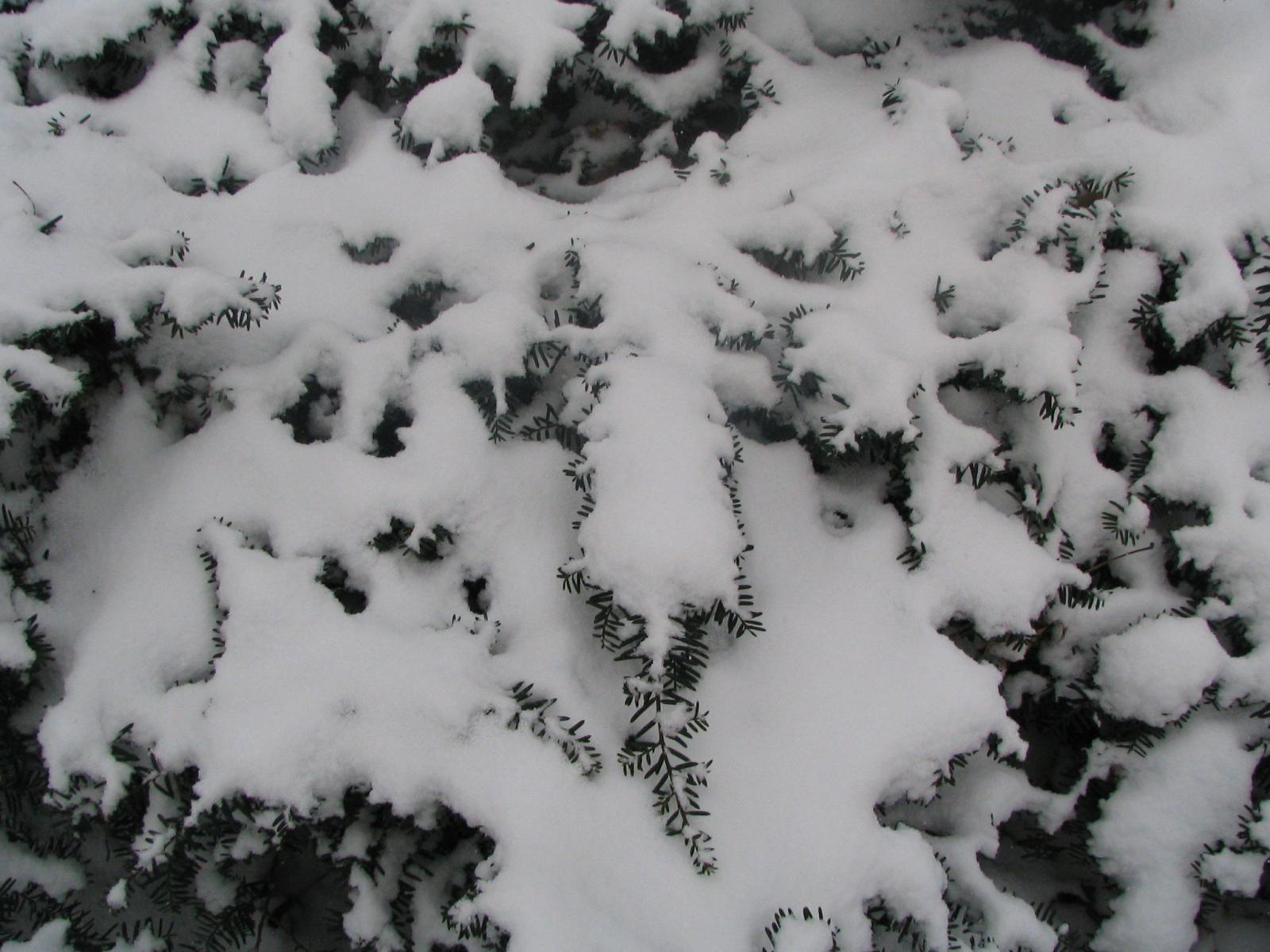 taxus in snow