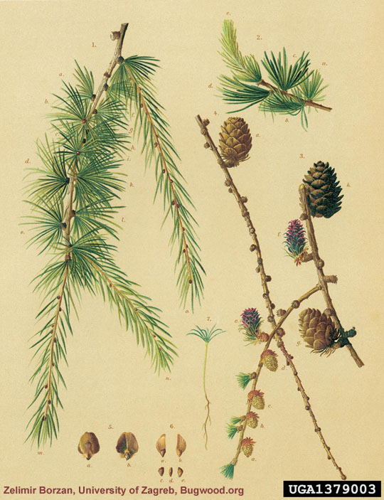 Larch Botanical Illustration