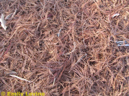 Taxodium distichum needles