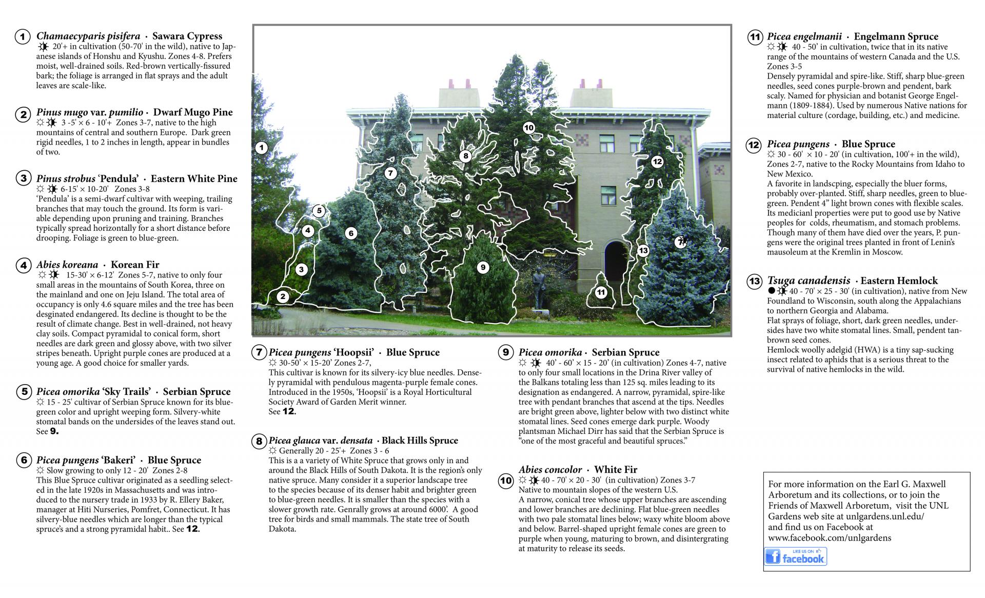 Yeutter conifer brochure page 2 jpg