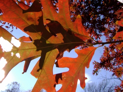 Wye Oak fall foliage