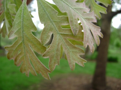 Wye Oak new leaves
