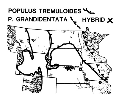 Populus Tremuliodes P. Grandidentata Hybrid