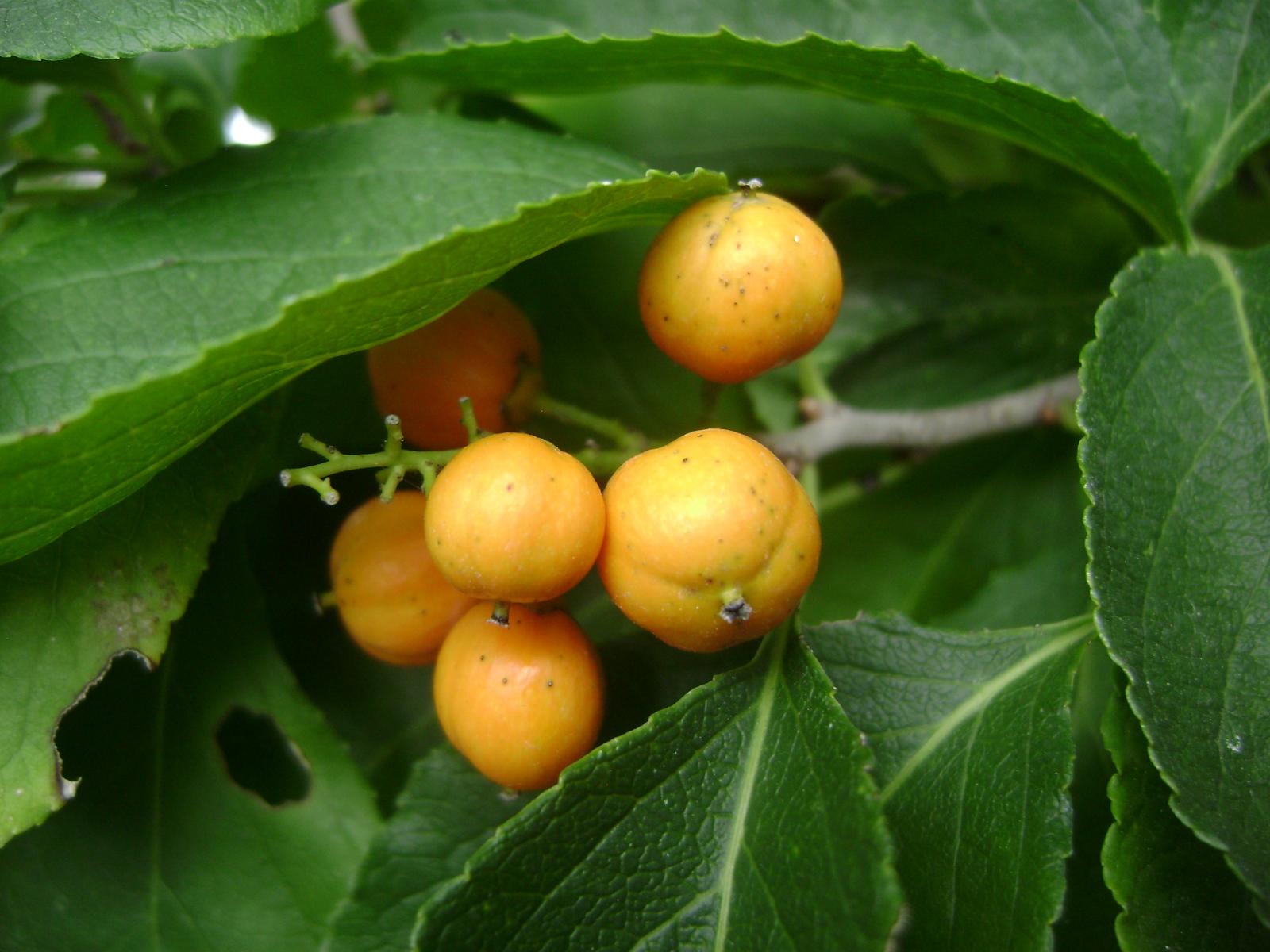 Celastrus scandens fruit