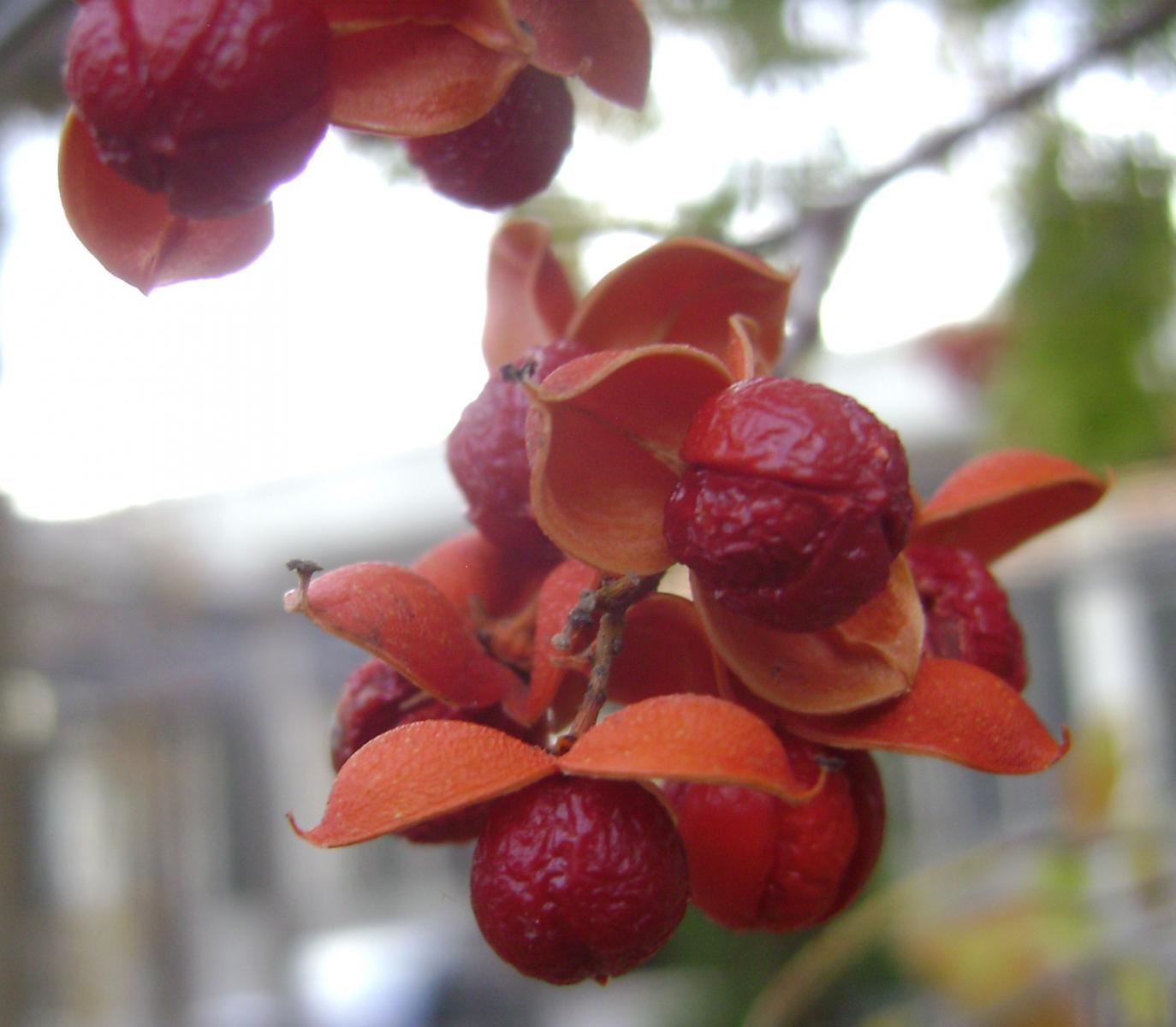 Celastrus scandens fruit
