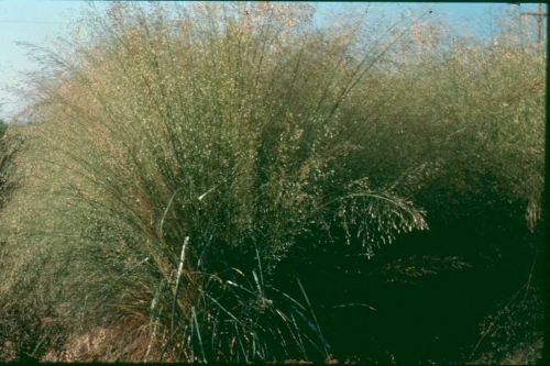 Sandlovegrass