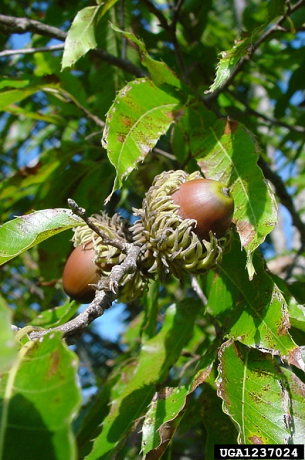 Quercus acutissima acorns