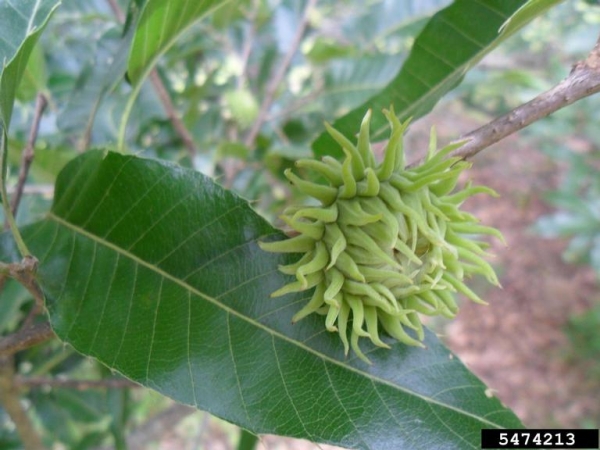 Quercus acutissima leaf and acorn