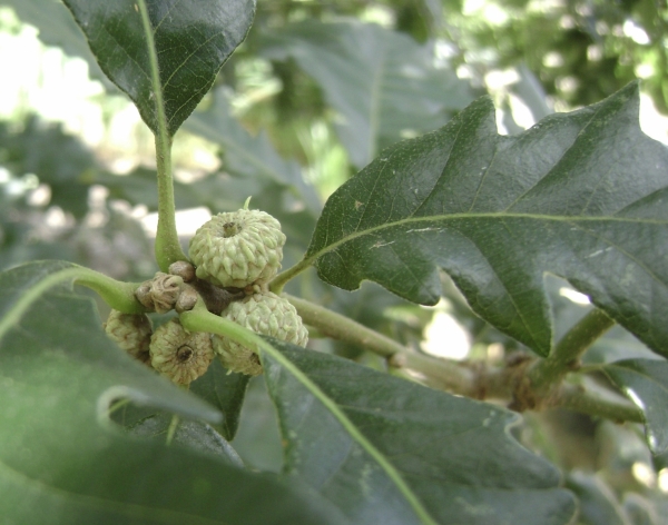 Quercus alba acorns and leaves