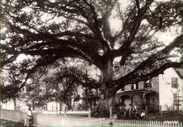 Wye Oak 1928