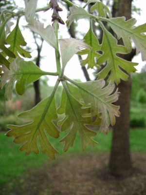 Quercus alba 'Wye' new foliagge