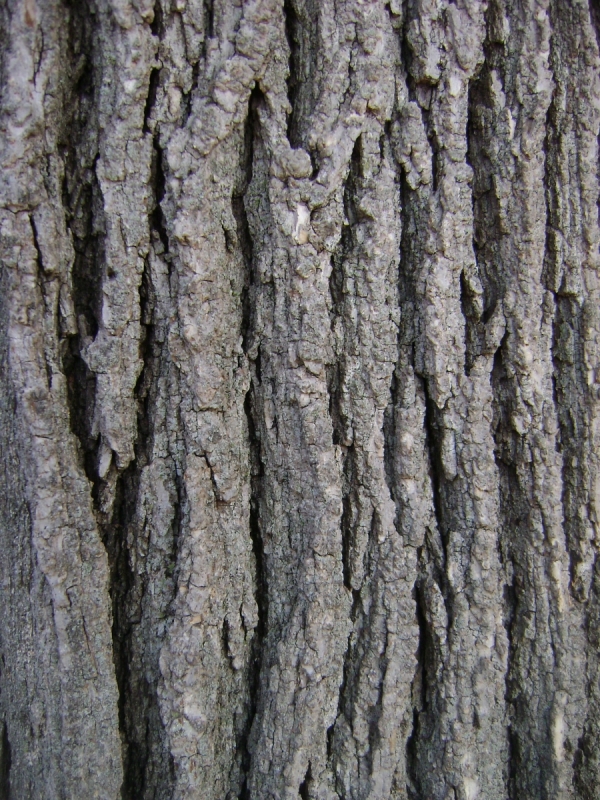 Quercus bicolor bark