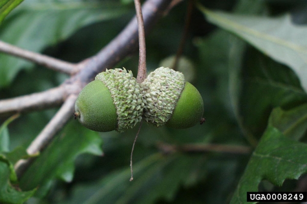 Quercus bicolor acorn