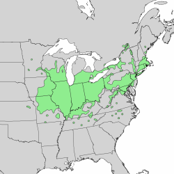 Quercus bilor range map