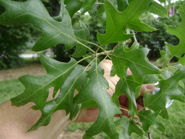 Quercus buckleyi leaves maxwell