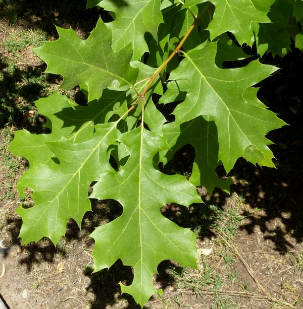 Quercus buckleyi leaves