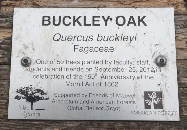 Quercus buckleyi plaque
