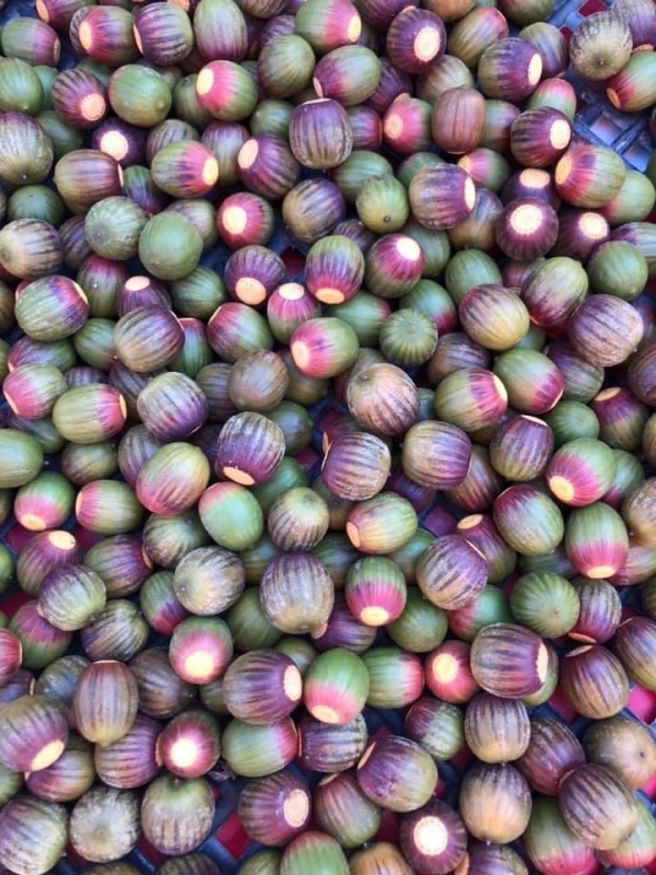 buckleyi acorns