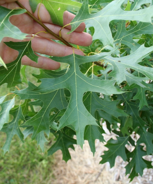 Quercus ellipsoidalis foliage