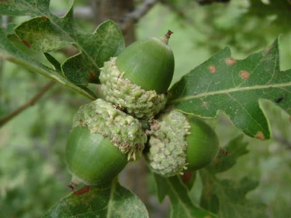 Q. gambelii x macrocarpa acorns