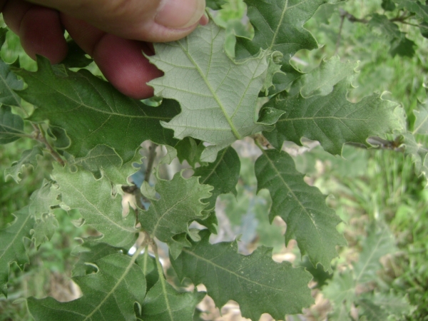 Quercus macrocarpa x turbinella leaf underside