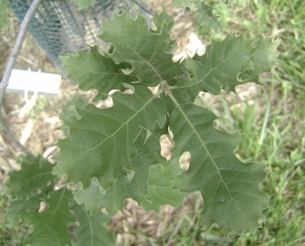 Quercus macrocarpa x turbinella leaves