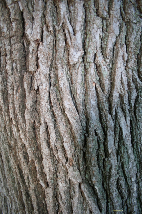 Q. macrocarpa bark