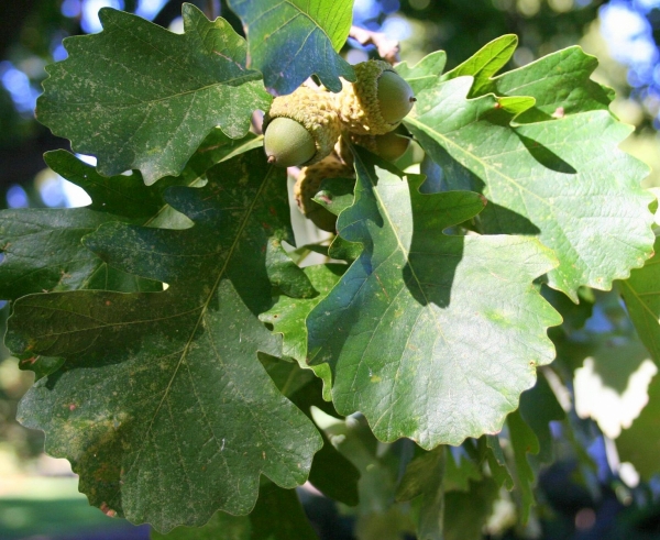 Q. macrocarpa acorns foliage and acorns
