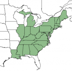 Quercus montana range map