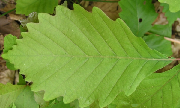 Quercus montana leaf