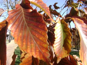 Quercus montana fall color