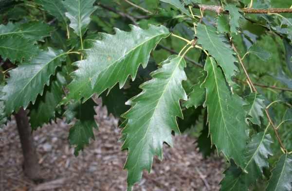 Quercus muelenbergii foliage NSA