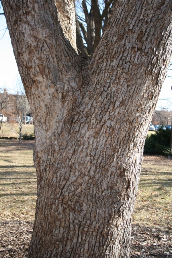 Quercus muelenbergii bark NSA