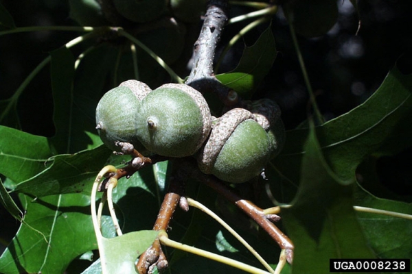 Pin Oak acorns