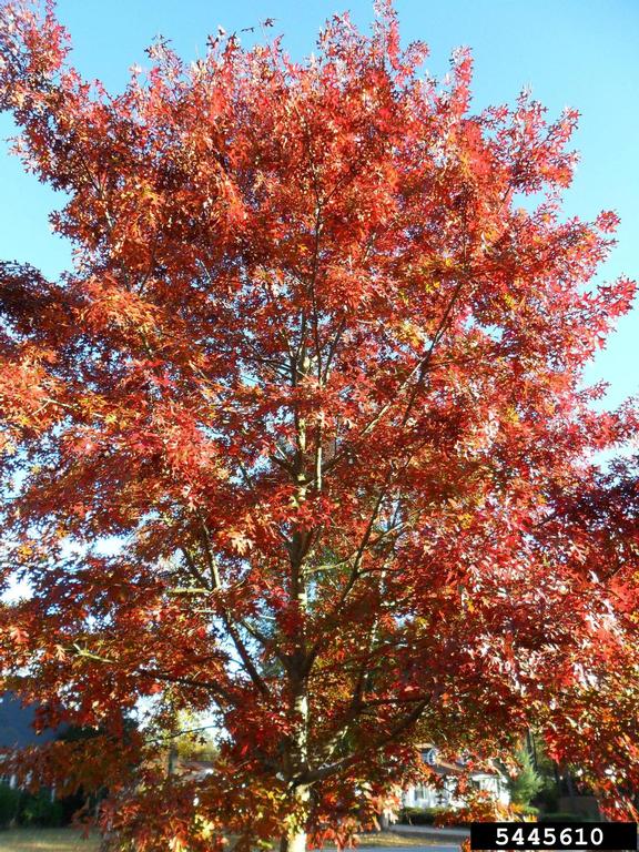 Pin Oak fall color