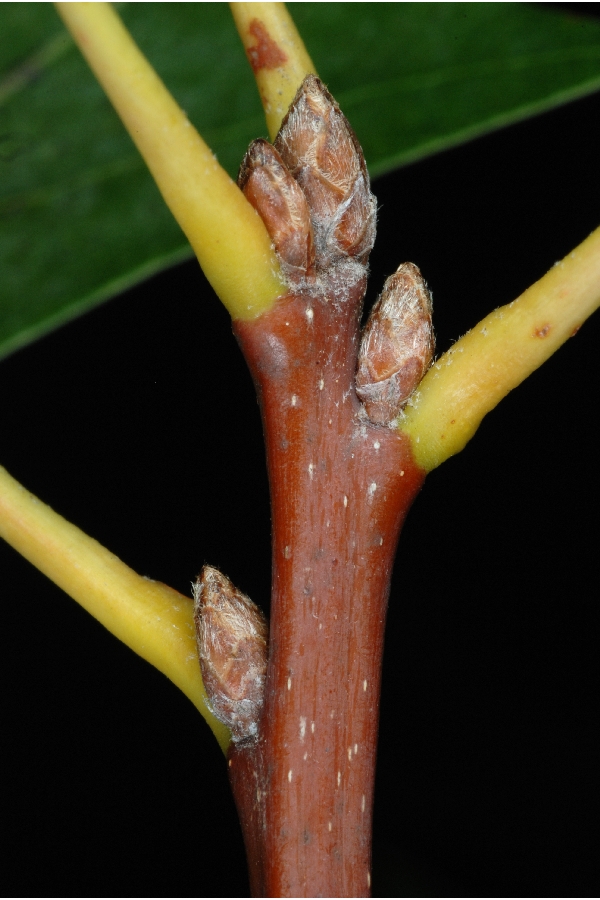 Quercus palustris buds