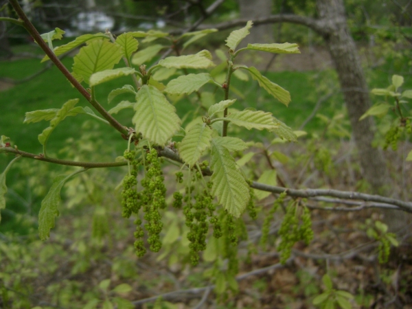 Quercus prinoides foliage and catkins