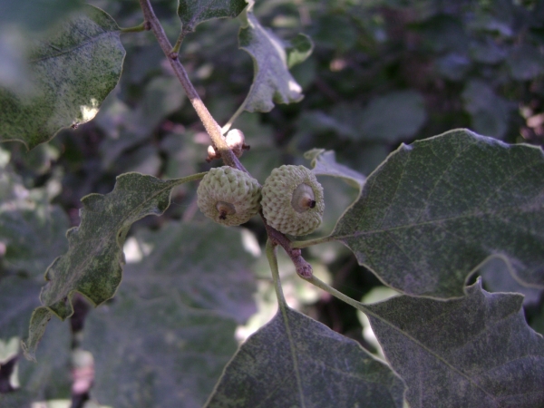 Quercus prinoides acorns forming