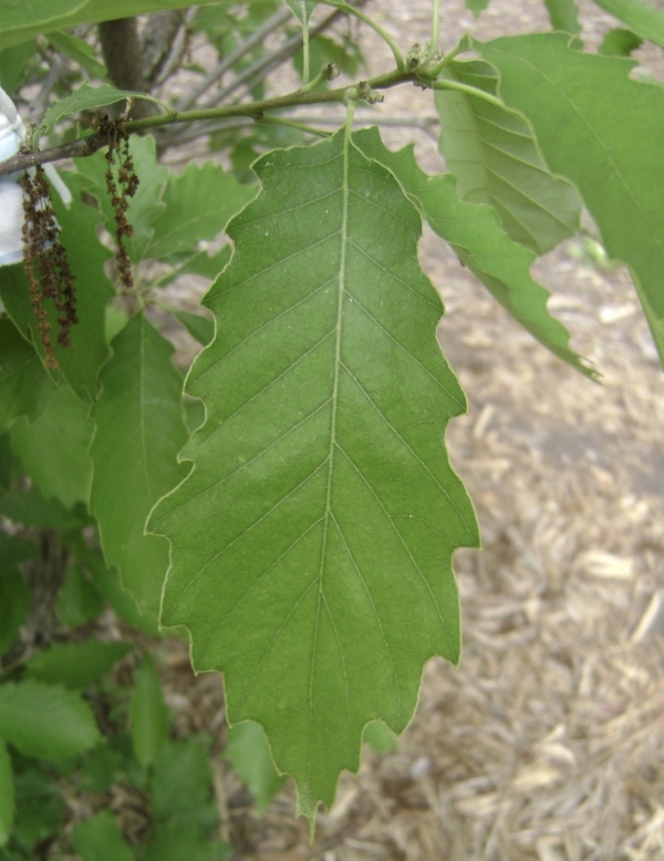 Quercus prinoides foliage and just forming acorn
