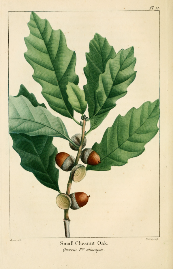 Quercus priniodes Michaux