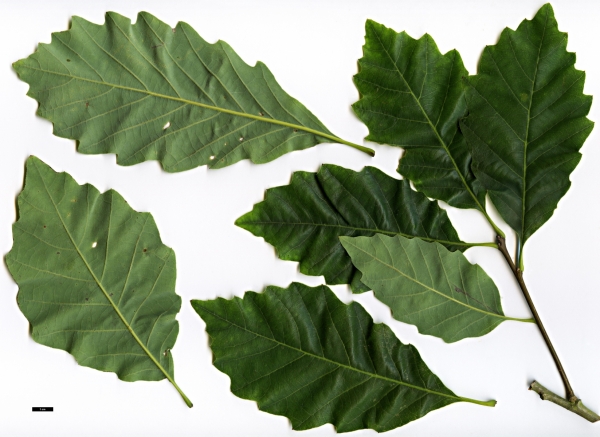 Quercus prinoides leaves