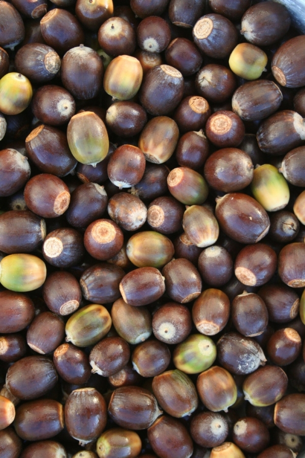 Quercus prinoides acorns