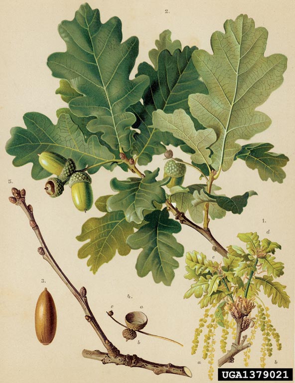 Quercus robur illustration