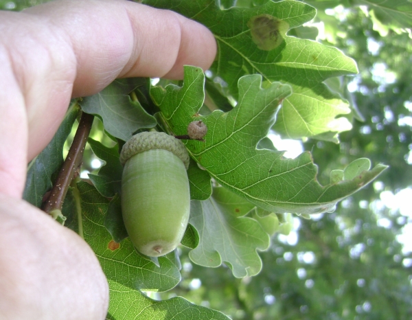 Quercus robur acorn