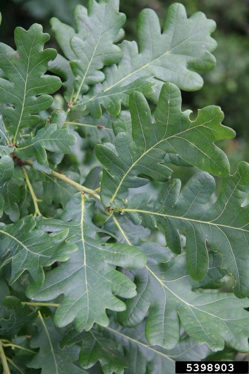 Quercus robur leaves