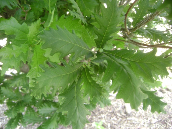 Quercus robur x alba Skinny Genes foliage 2