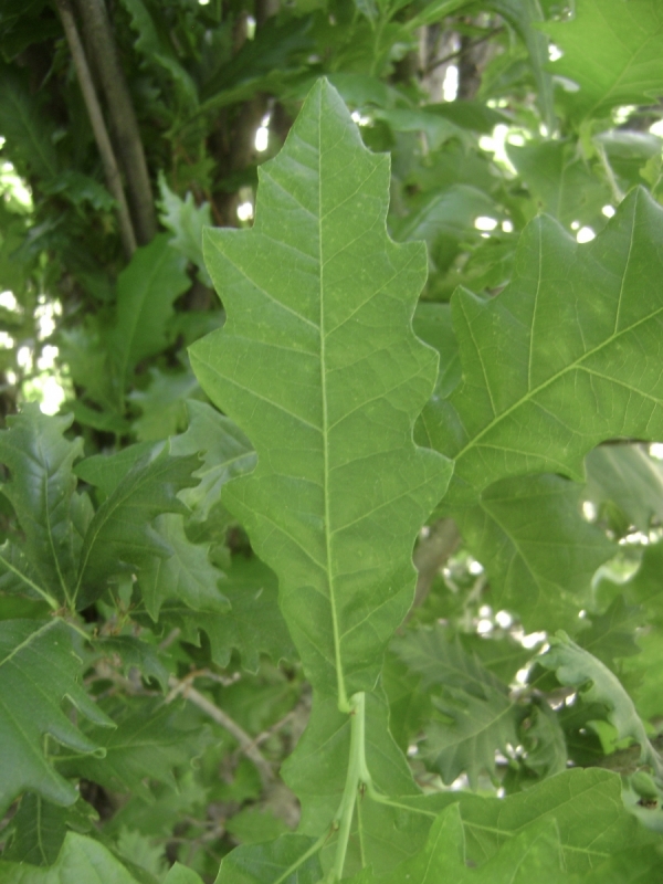 Quercus robur x alba Skinny Genes leaf