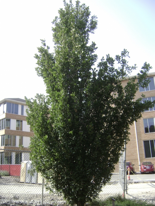 Quercus robur x alba Skinny Genes form