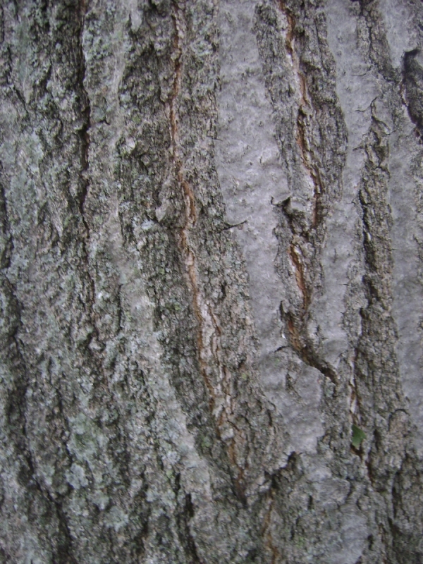 Quercus rubra bark