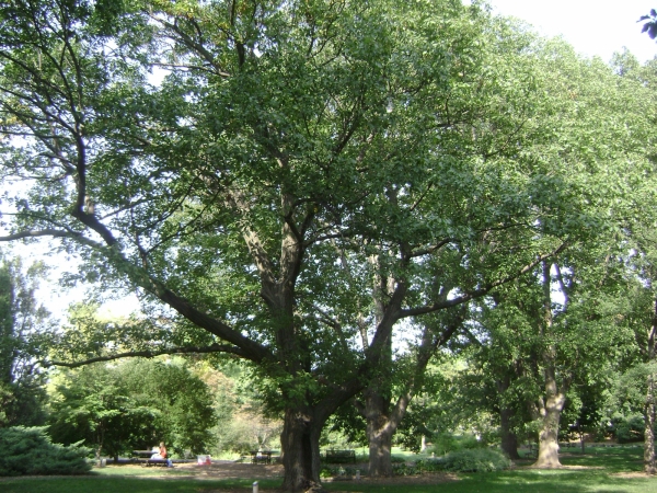 Quercus rubra form